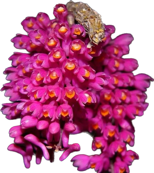 DENDROBIUM SECUNDUM SEM ID DE COR ( ADULTO )