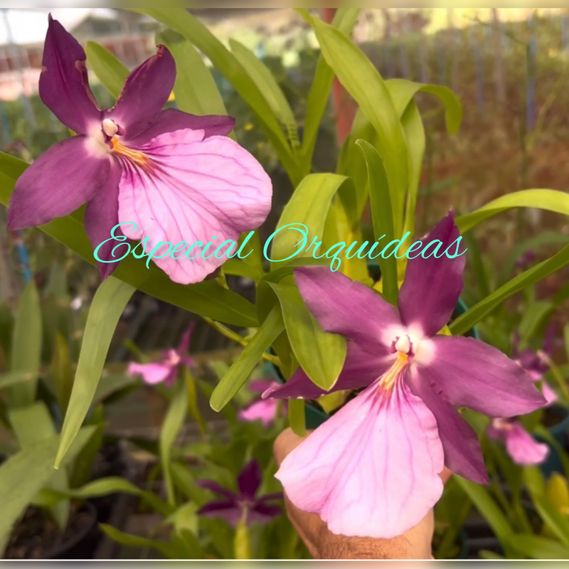 MILTONIA MORELIANA (MUDINHA)