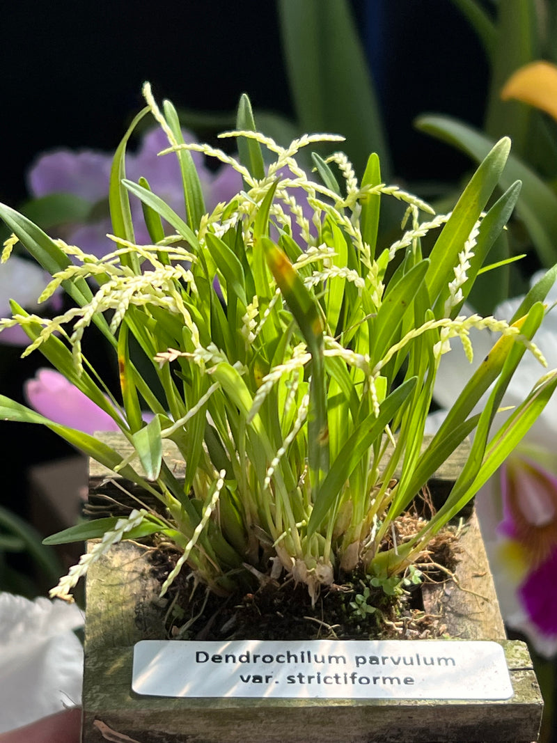 Dendrochilum parvulum strictiforme cachepô (micro orquídea) raridade