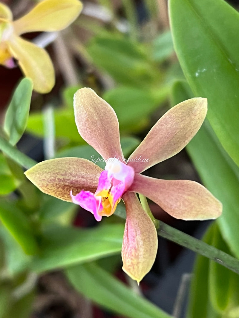 Phalaenopsis honghenensis x Pha mariae
