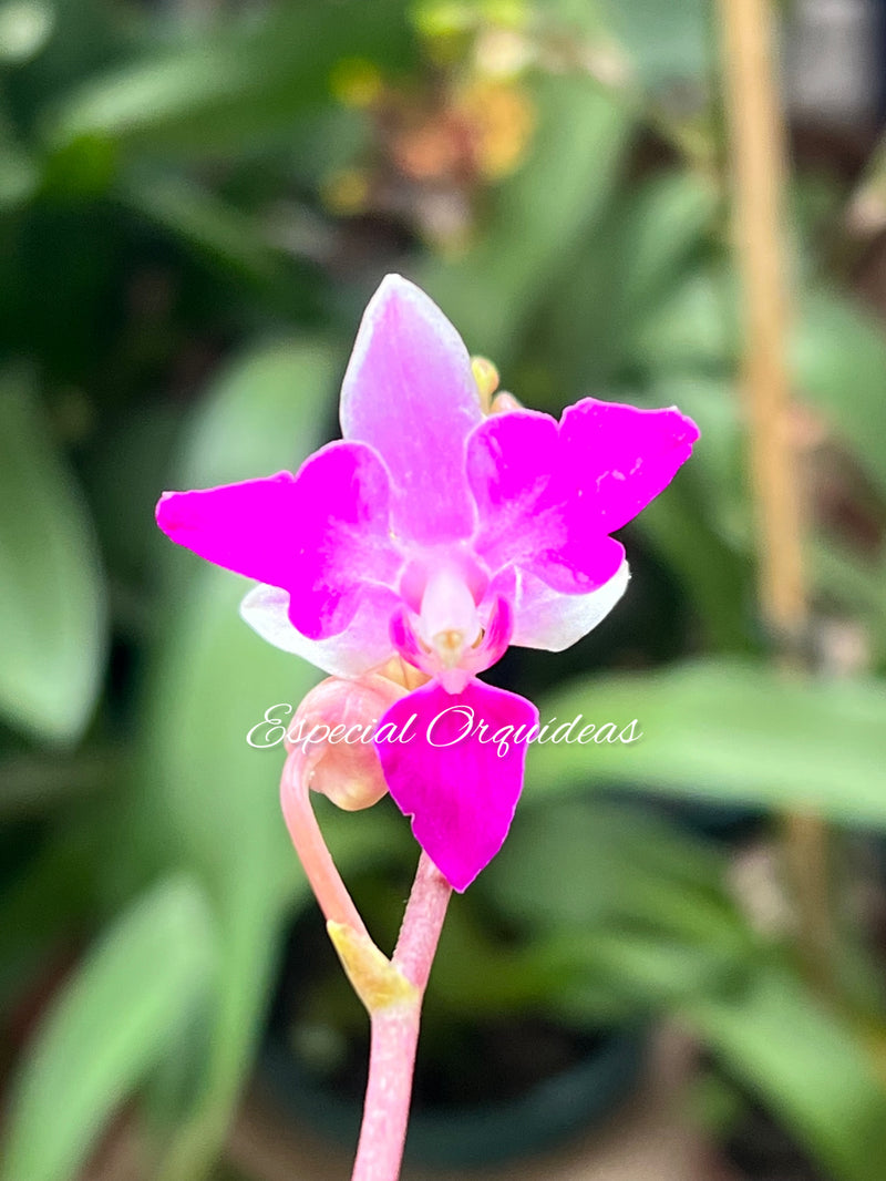 Phalaenopsis doritis tipo de flor diferente raridade