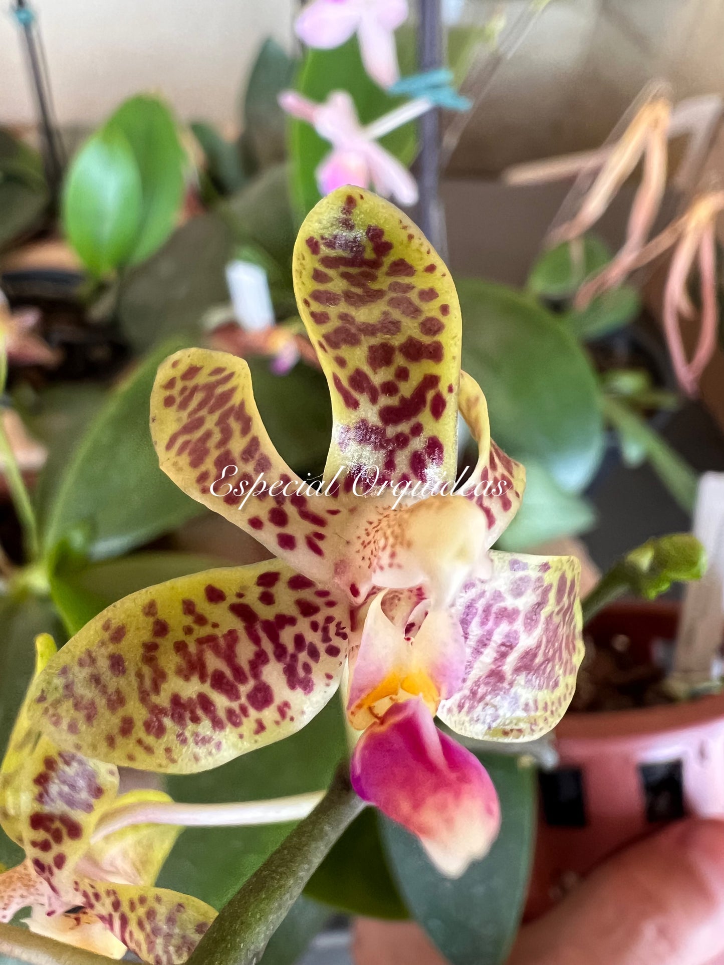 Phalaenopsis venosa dark form x finleyi