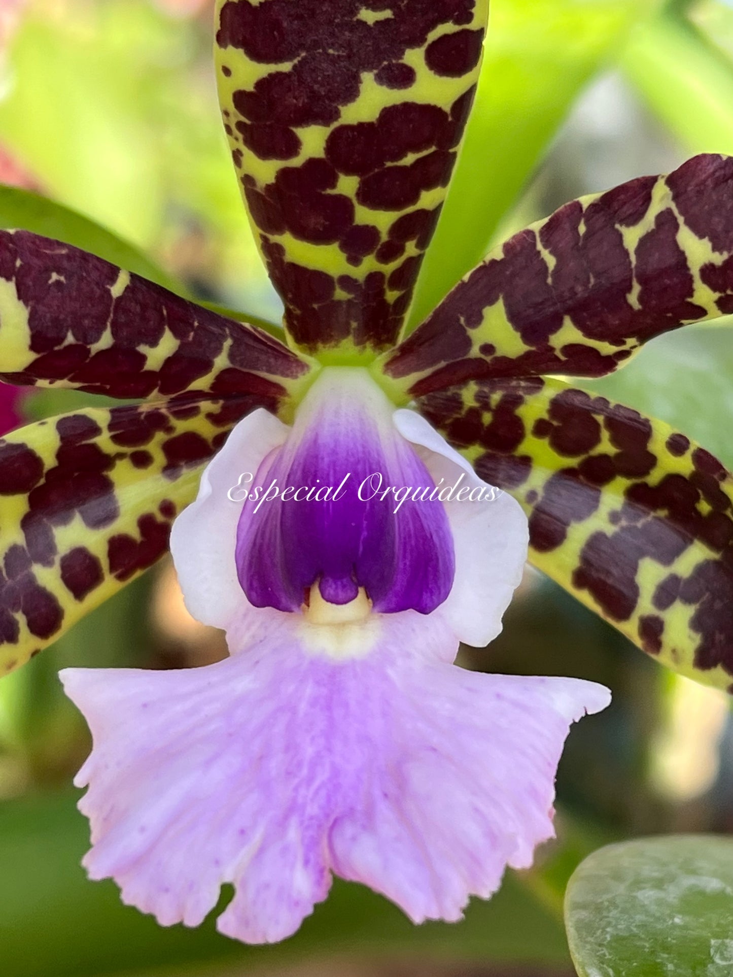 Cattleya aclandiae var coerulea