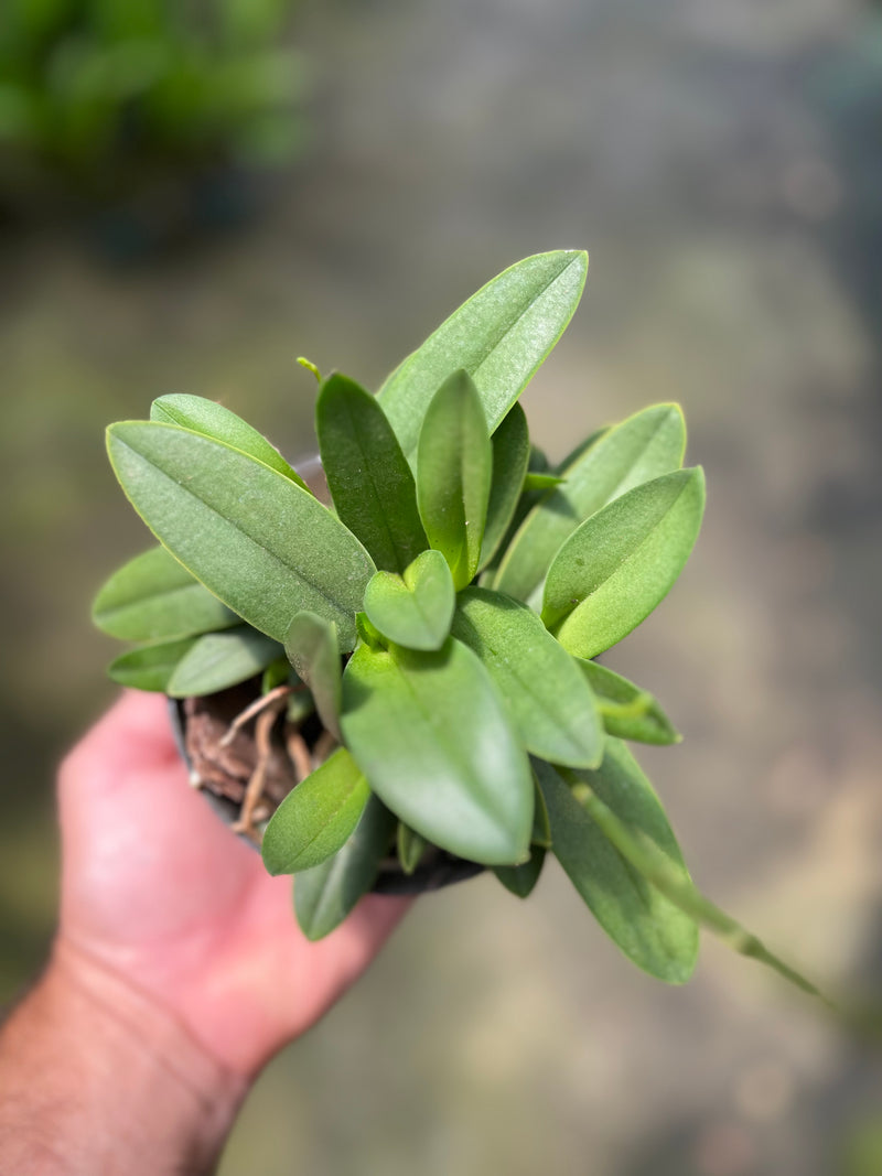 PHALAENOPSIS ENTOUCERADA DORITIS PULCHERRIMA (COERULEA) MALÁSIA