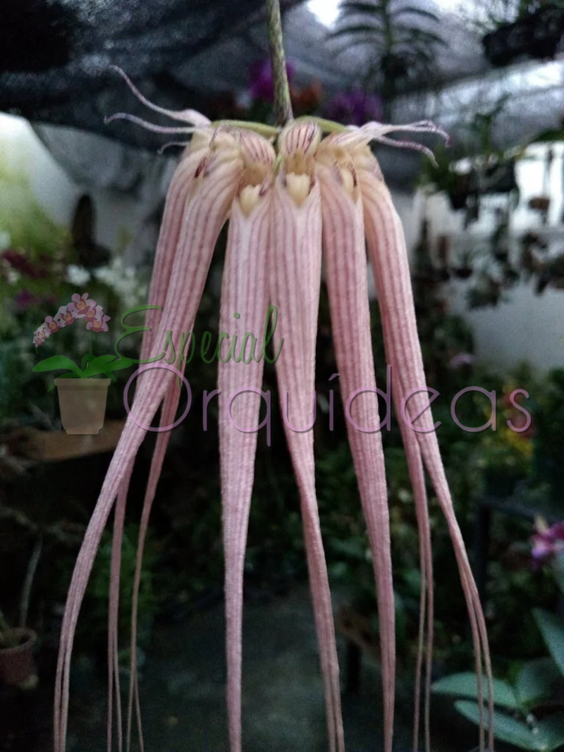 BULBOPHYLLUM LONGISSIMUM