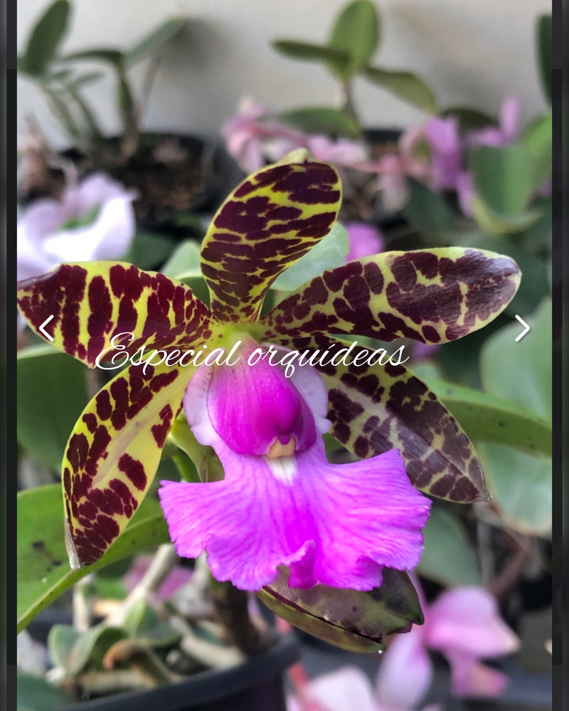 CATTLEYA ACLANDIAE TIPO