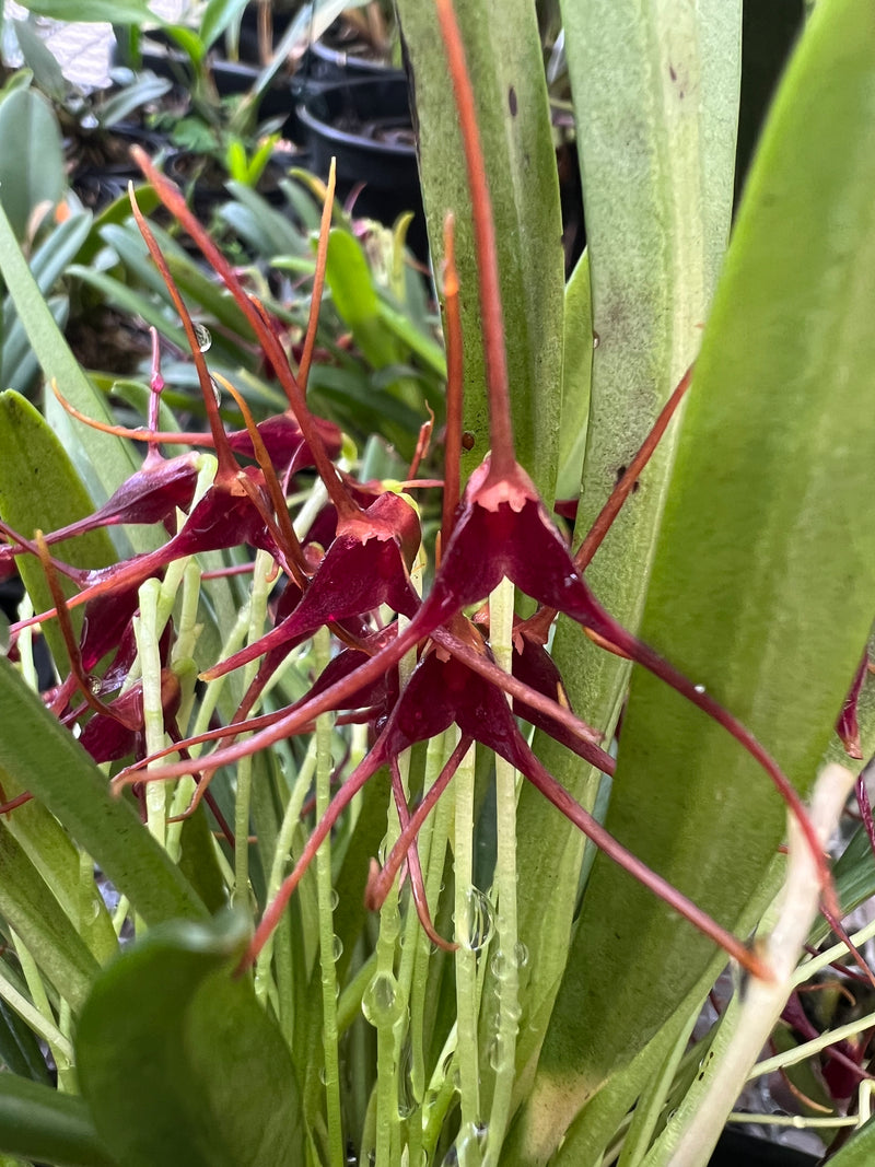 Masdevallia herradurae