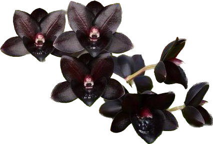 CATASETUM FREDCLARKEARA AFTER DARK NEGRO (ADULTA)