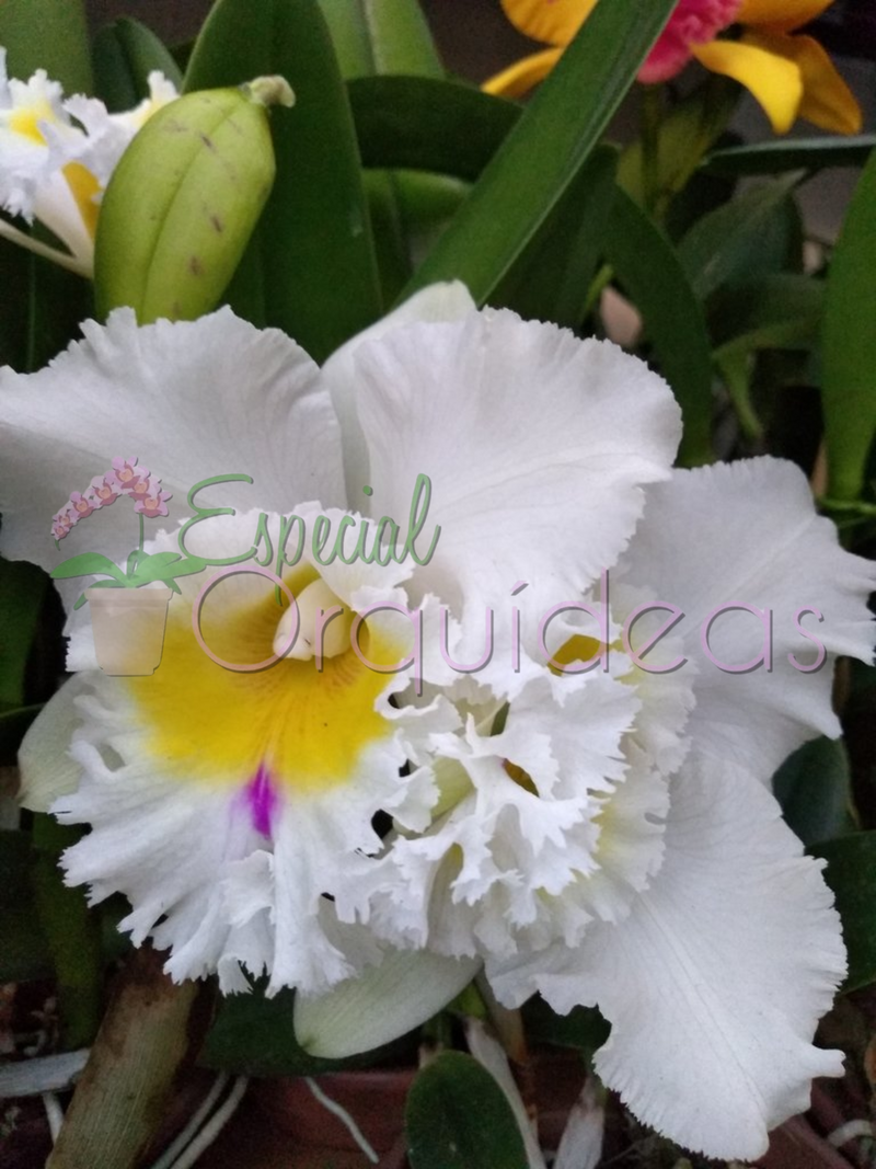 CATTLEYA PASTORAL INNOSCENCE