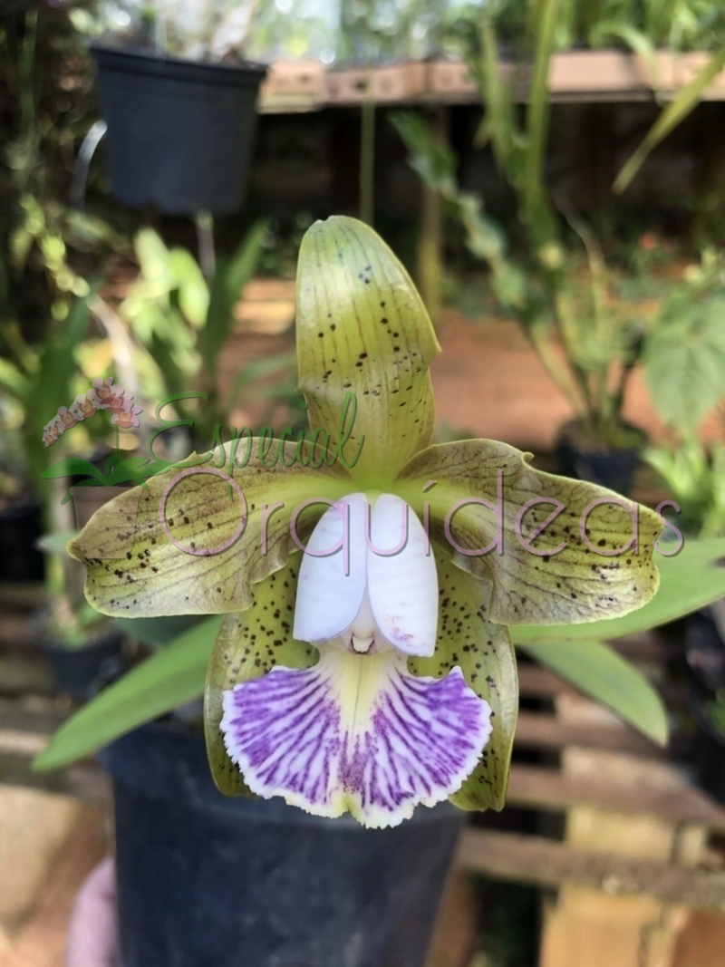 CATTLEYA SCHILLERIANA COERULEA