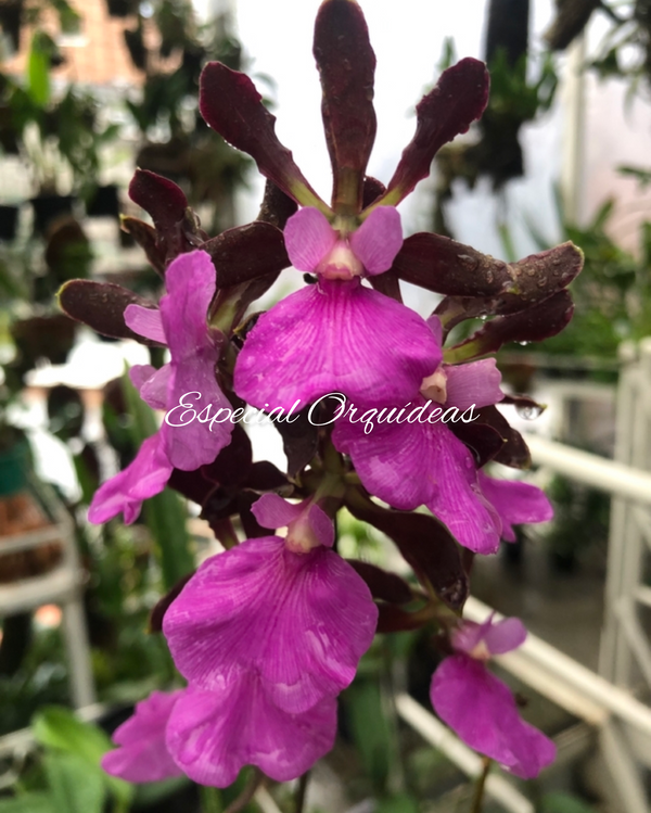 ENCYCLIA ATROPURPUREA CEBOLÃO ADULTA