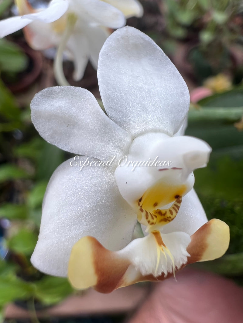 Phalaenopsis lobbii