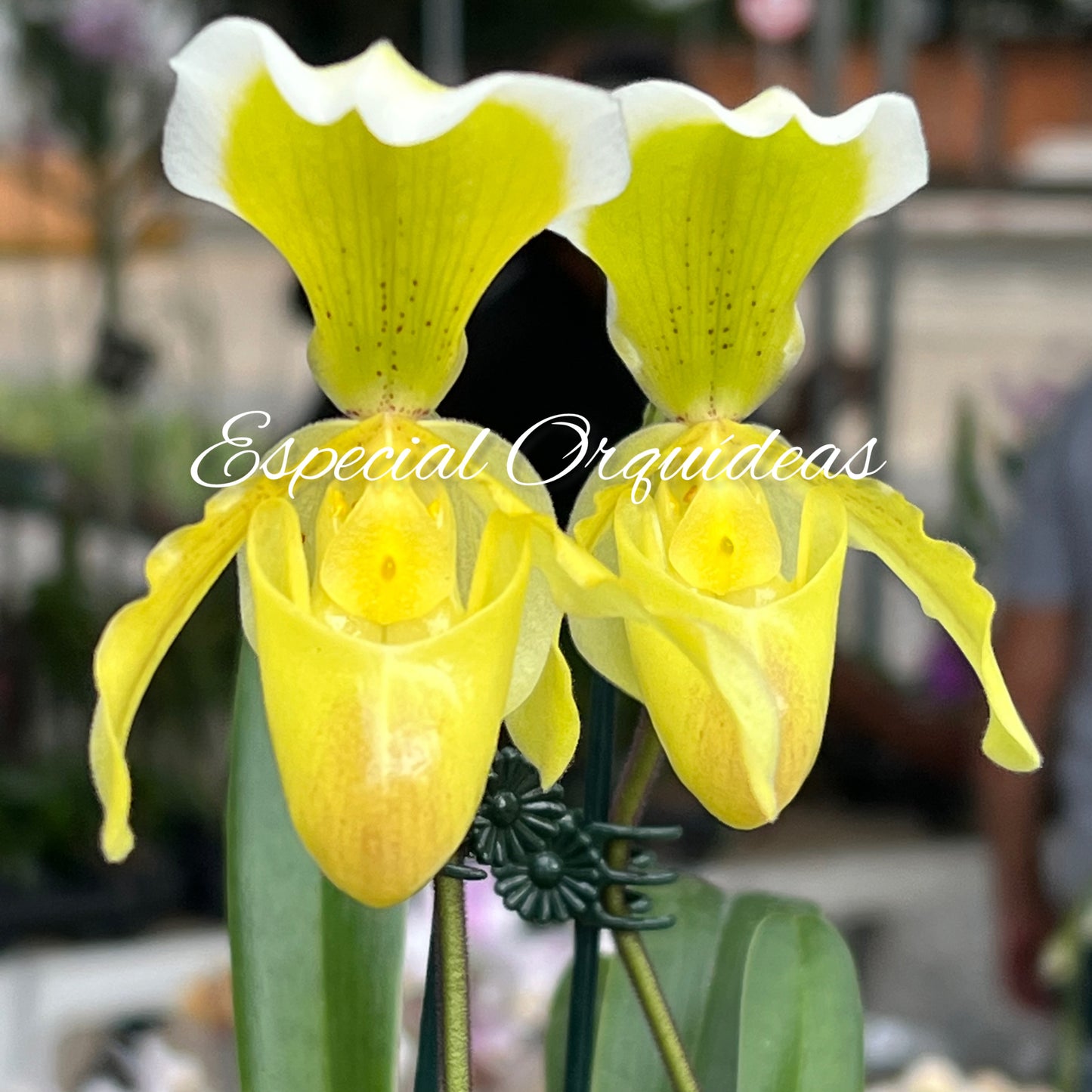 Paphiopedilum Yeloow Specie Tailandês