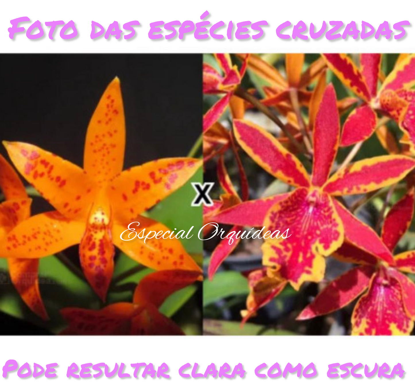 Cattleya Guarianthe Aurantiaca
Mishima Spot × Epicattleya Volcano Trick Muda
