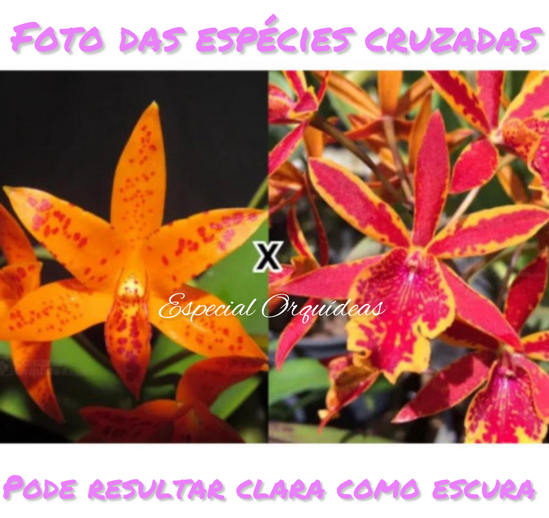 Cattleya Guarianthe Aurantiaca
Mishima Spot × Epicattleya Volcano Trick Muda