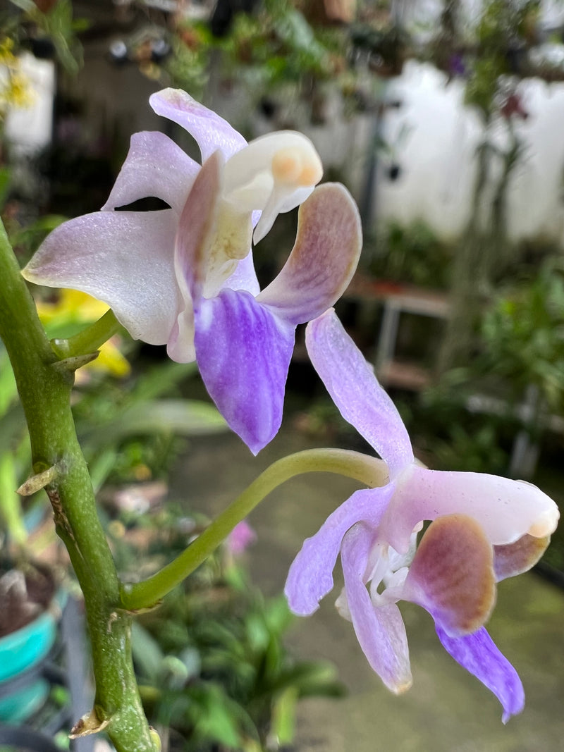 PHALAENOPSIS ENTOUCERADA DORITIS PULCHERRIMA (COERULEA) MALÁSIA