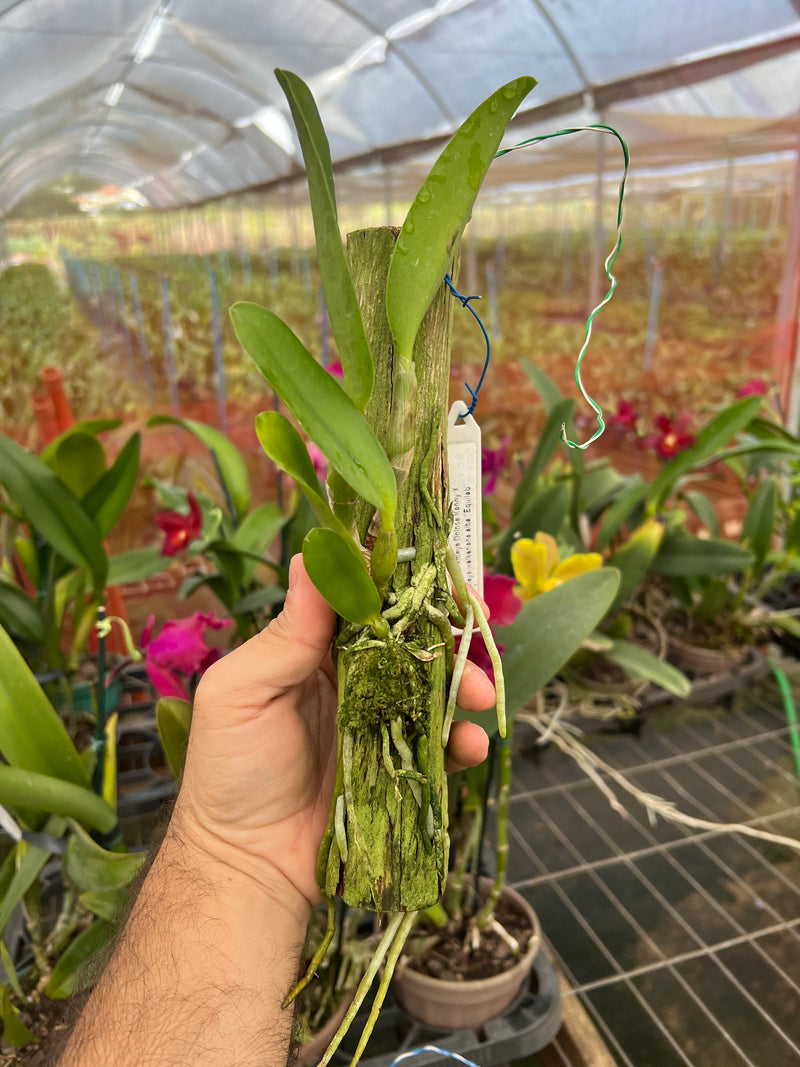 Cattleya Dolosa x C Walkeriana Alba (Pré adulta Plantada em troncos)