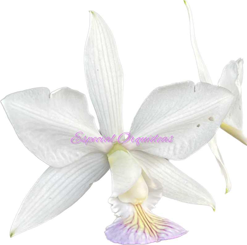 Cattleya Nobilior S/A Flor do mesmo lote