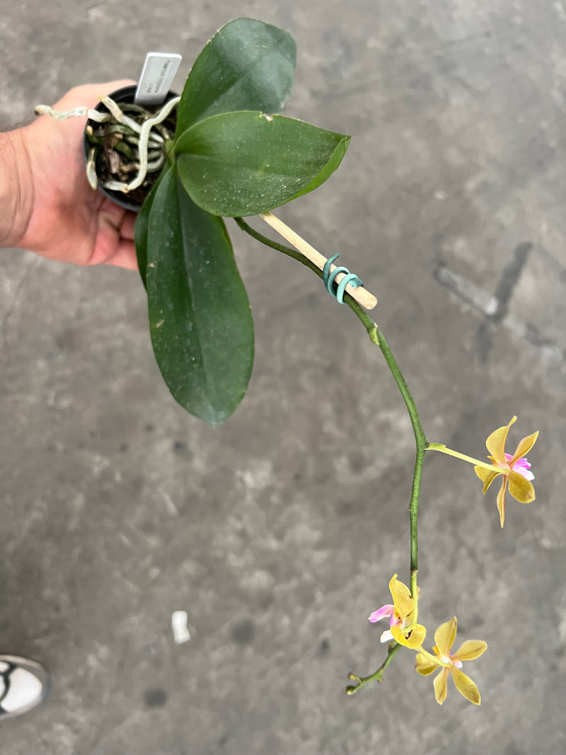 Phalaenopsis honghenensis x Pha mariae