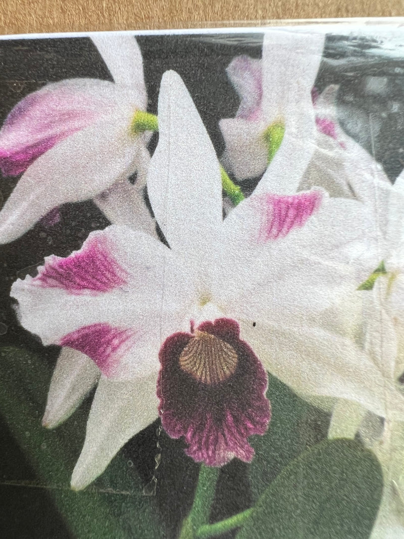 Laelia Purpurata VAR tipo Trilabelo (Mudinha)