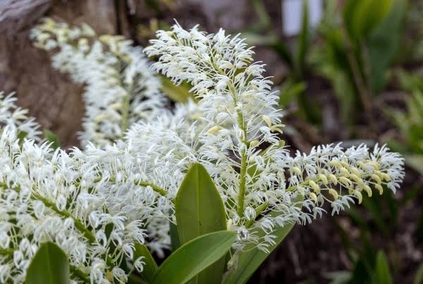 Dendrobium speciosum