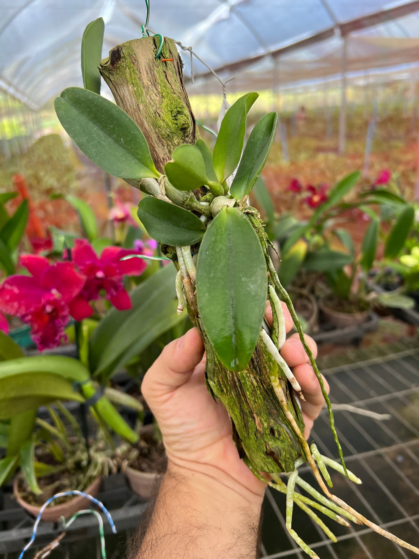 Cattleya Dolosa x C Walkeriana Alba (Pré adulta Plantada em troncos)