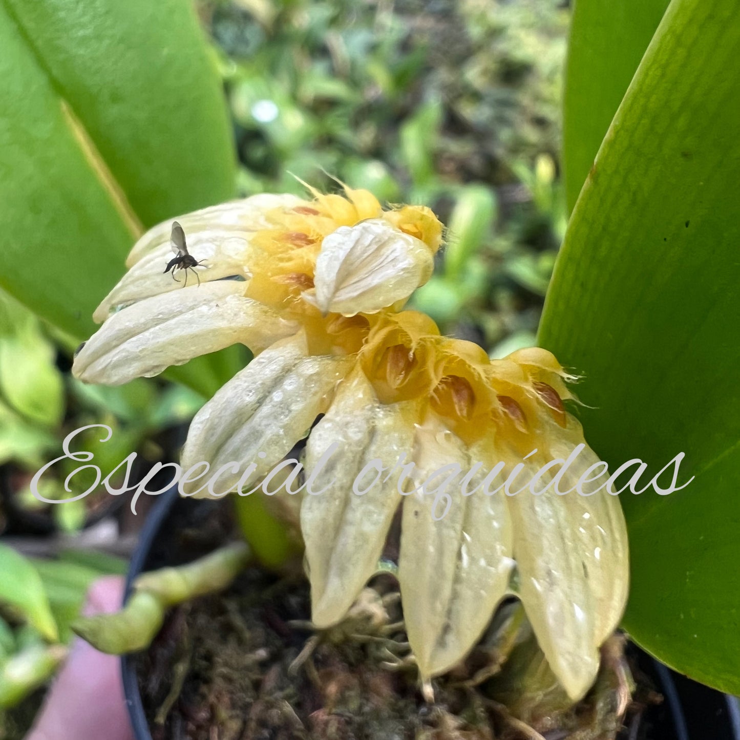 BULBOPHYLLUM CAMPANULATUM