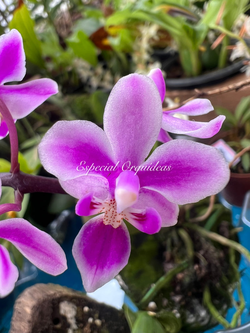 Phalaenopsis equestris rosea