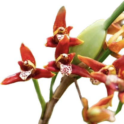 MAXILLARIA TENUIFOLIA  ( CHEIRO DE COCO )