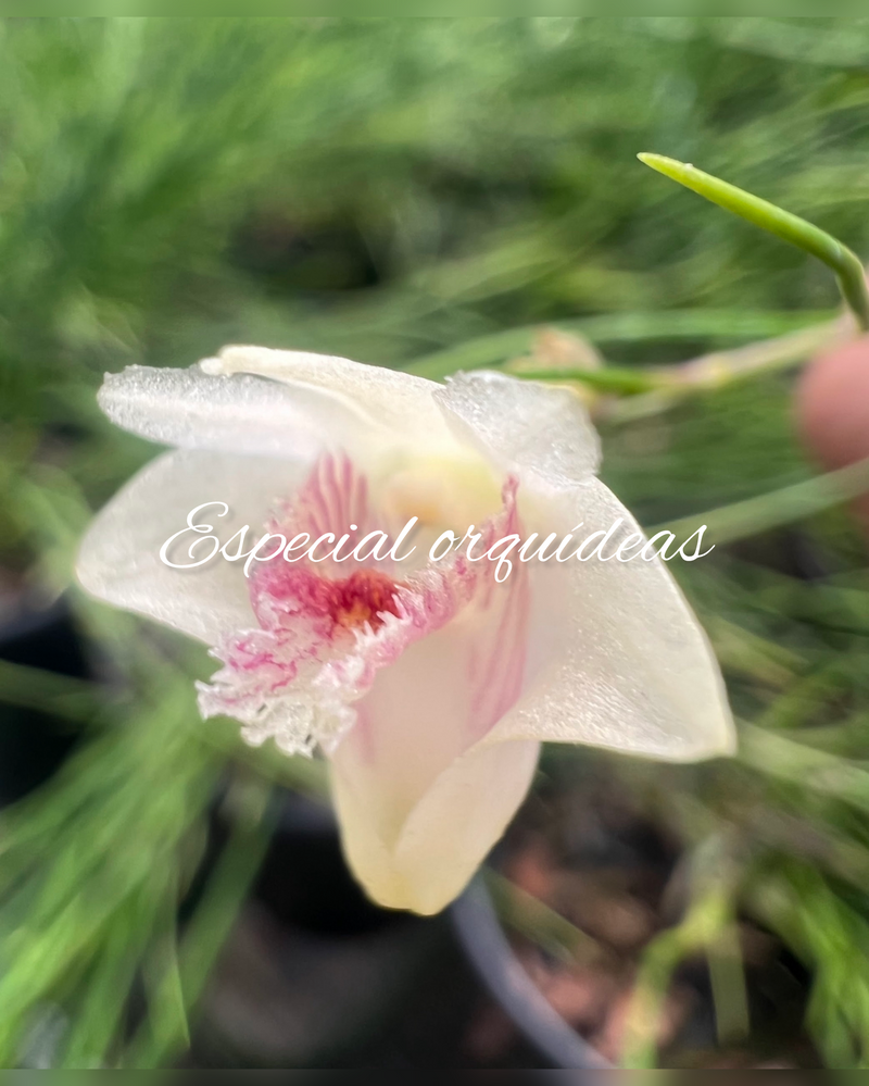 Dendrobium Section pré adulta