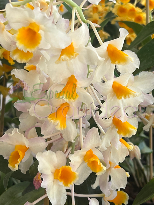 DENDROBIUM THYRSIFLORUM
