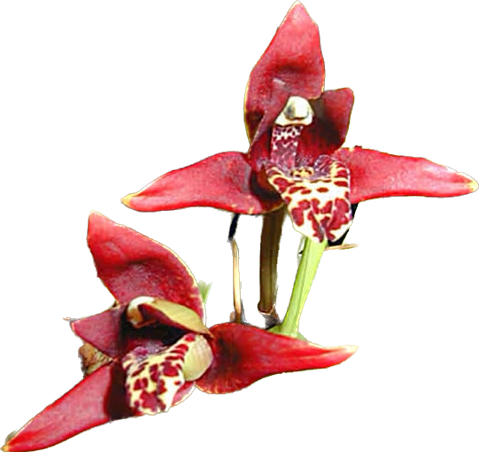 MAXILLARIA TENUIFOLIA  ( CHEIRO DE COCO )