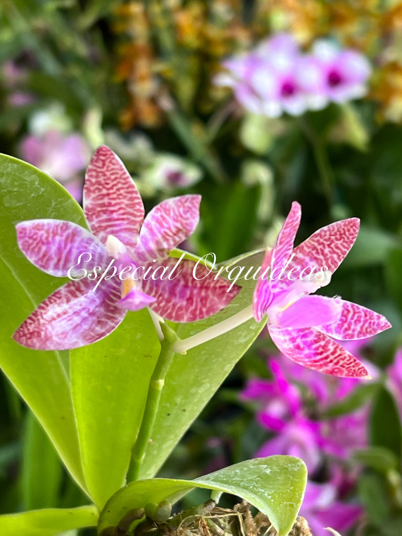 Phalaenopsis lueddemanniana