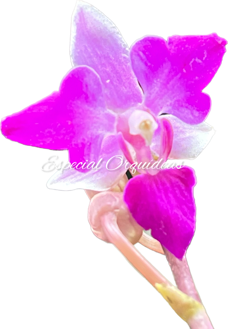 Phalaenopsis doritis tipo de flor diferente raridade