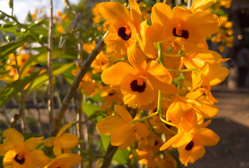 DENDROBIUM FIMBRIATUM (MUDINHA)