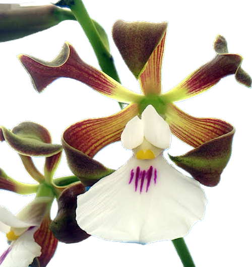 ENCYCLIA CORDIGERA CEBOLÃO (ADULTA)