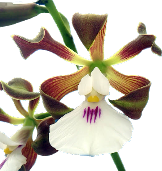 ENCYCLIA CORDIGERA CEBOLÃO (ADULTA)