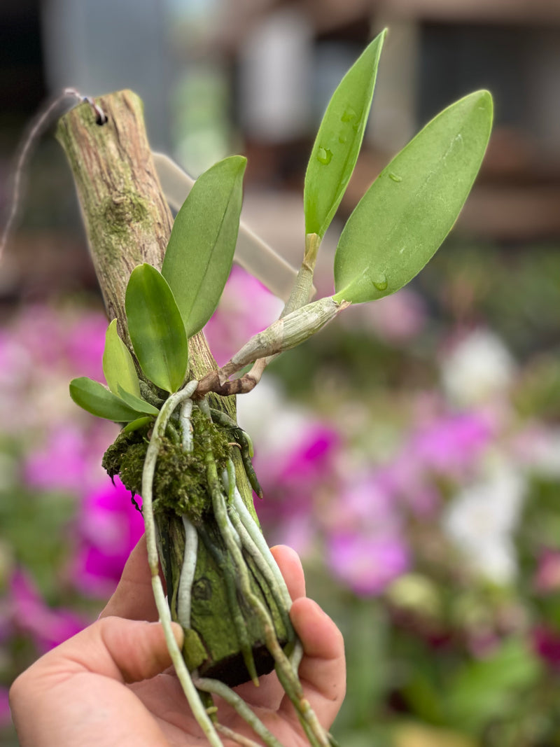 Cattleya Dolosa x C Walkeriana Alba (Pré adulta Plantada em troncos)