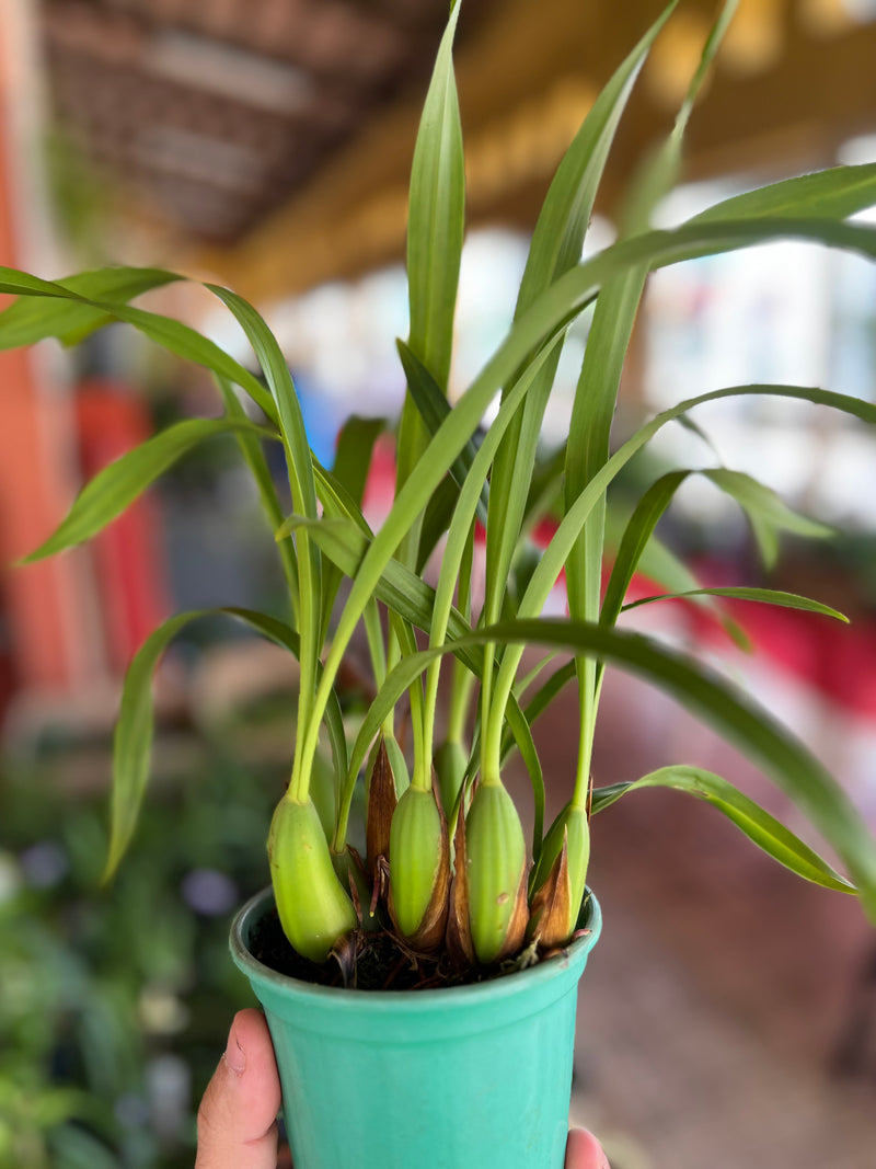 MAXILLARIA PICTA X M SHUNKEANA