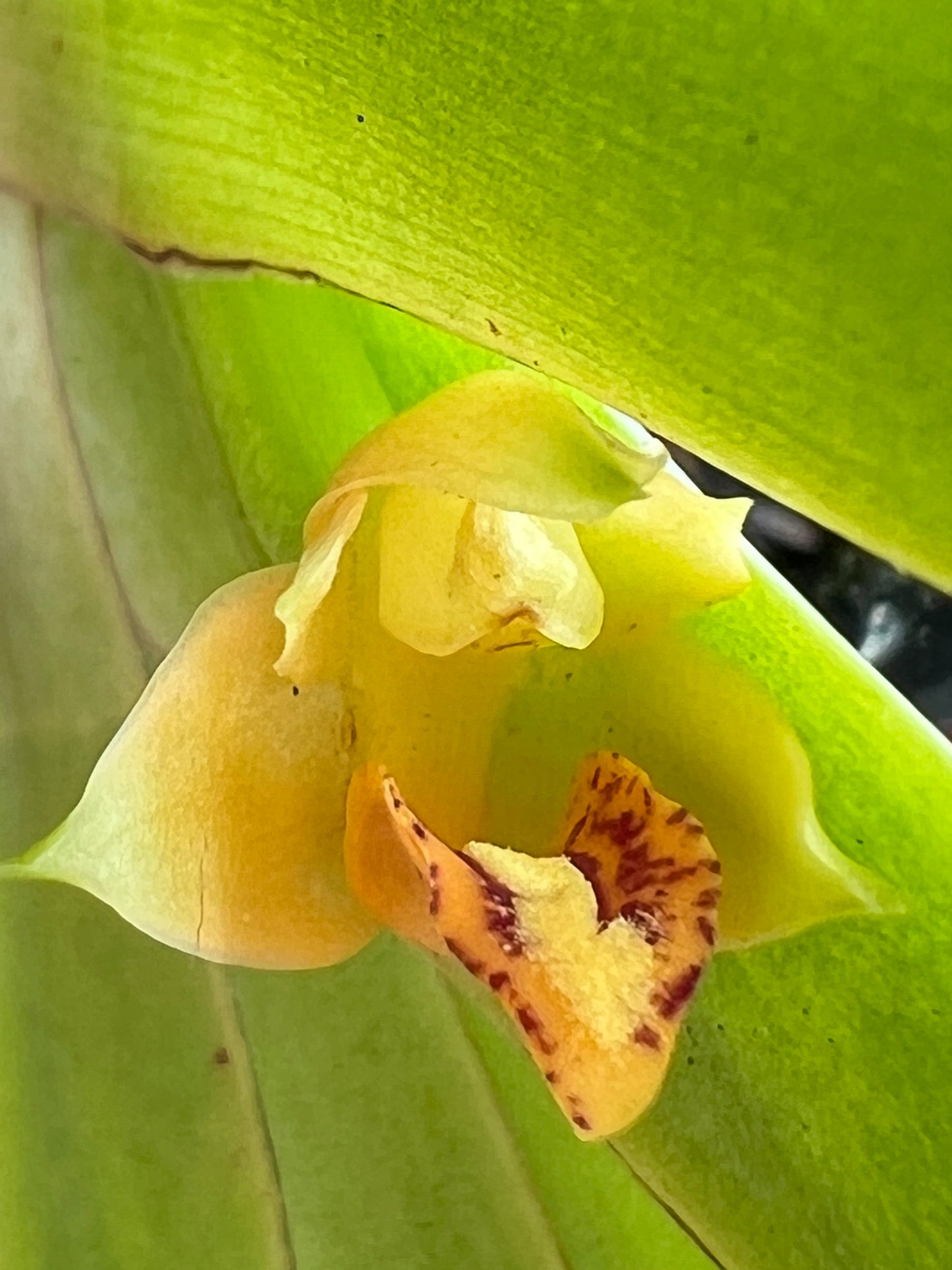MAXILLARIA ORQUÍDEA BROMÉLIA