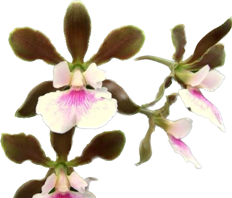 ENCYCLIA RANDII CEBOLÃO