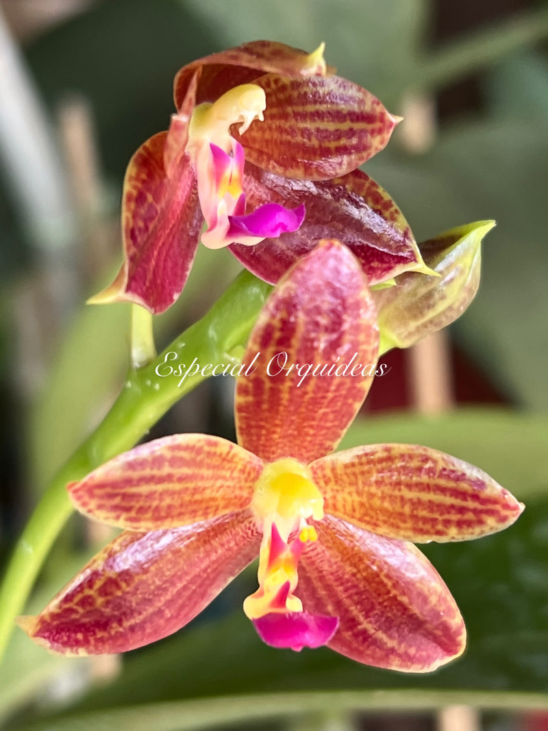 Phalaenopsis cornu-cervi forma chattaladae x javanica