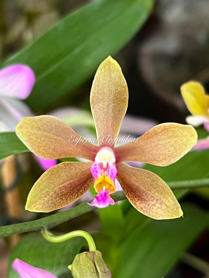 Phalaenopsis honghenensis x Pha mariae