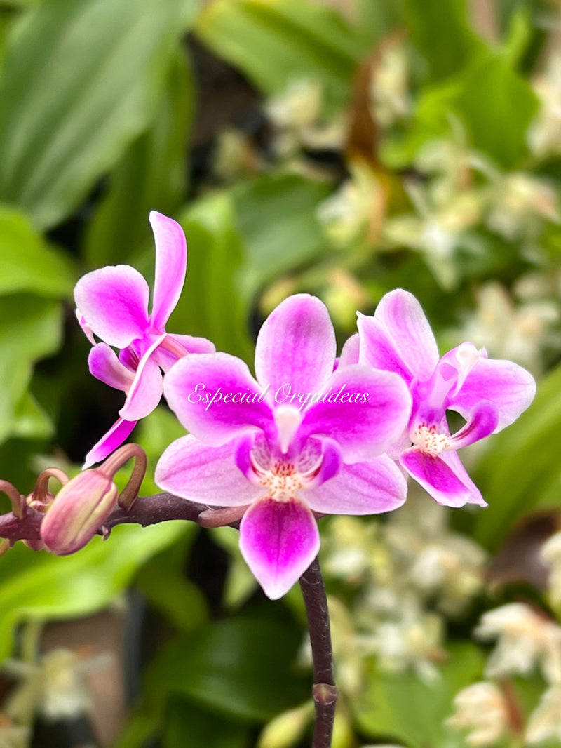 Phalaenopsis equestris rosea