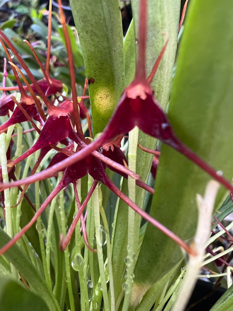 Masdevallia herradurae