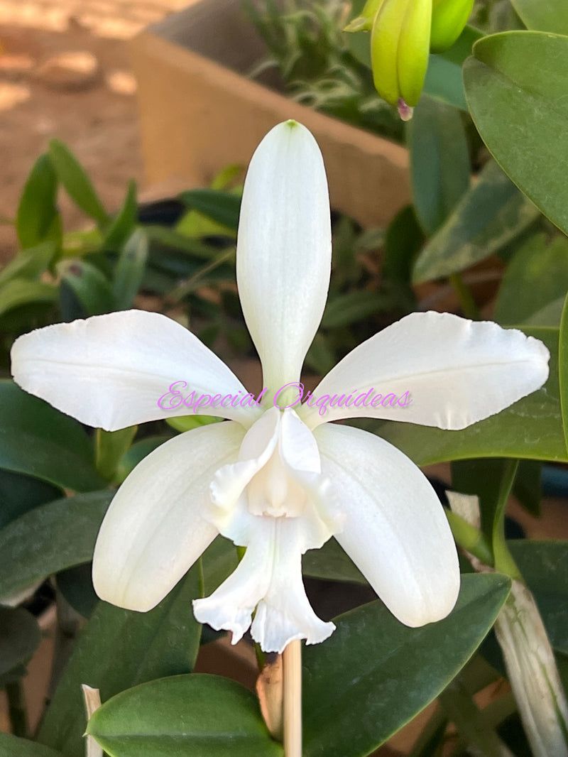 CATTLEYA INTERMEDIA ALBA