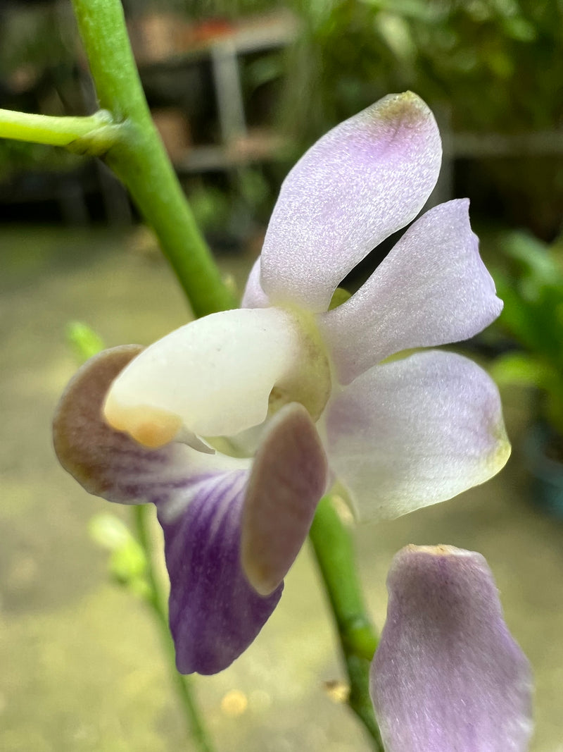 PHALAENOPSIS ENTOUCERADA DORITIS PULCHERRIMA (COERULEA) MALÁSIA