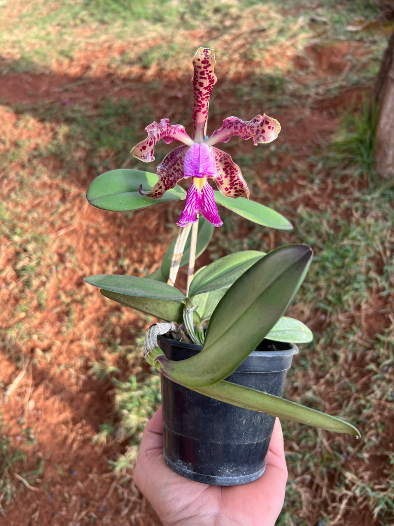 CATTLEYA SCHILLERIANA TIPO