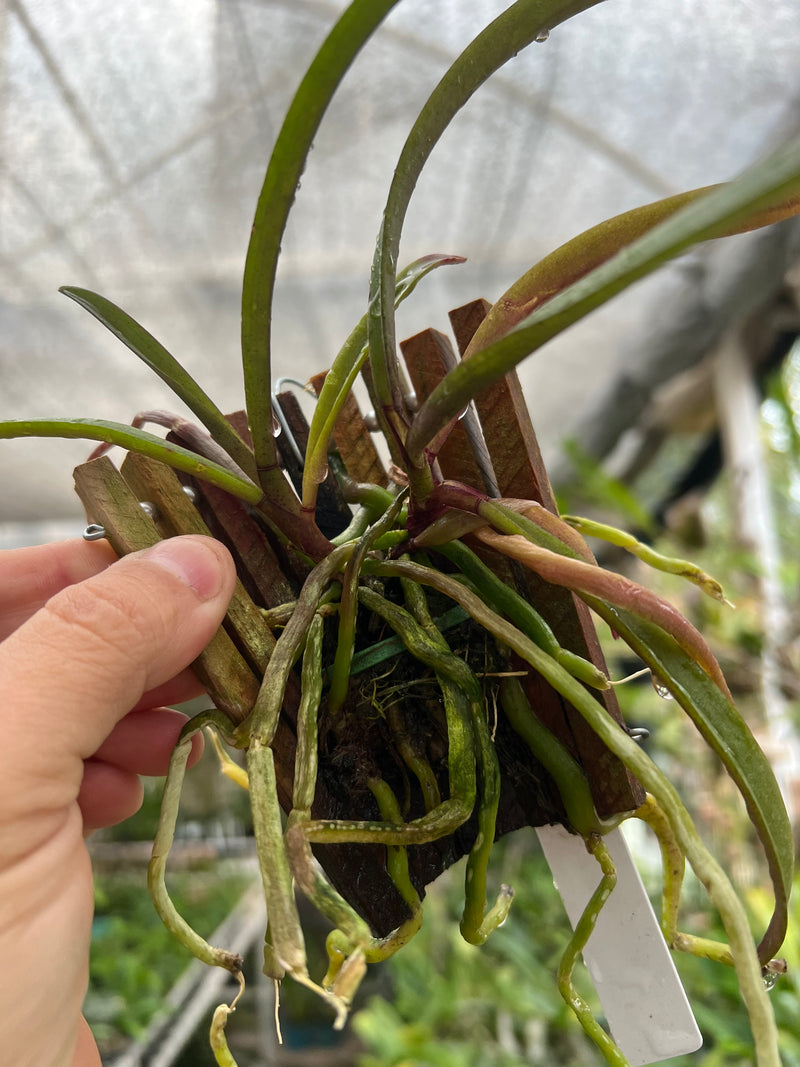 Holcoglossum subulifolium X Phalaenopsis stuartiana