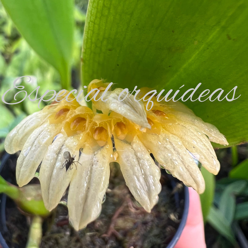 BULBOPHYLLUM CAMPANULATUM